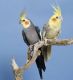 Parakeet Birds for sale in Fresno, CA, USA. price: $7