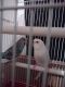 Parakeet Birds for sale in Tallapoosa, GA, USA. price: $20