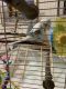 Parakeet Birds for sale in 3182 SE Hawthorne St, Stuart, FL 34997, USA. price: $75