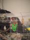 Parakeet Birds for sale in New Orleans, LA, USA. price: $60