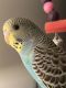 Parakeet Birds for sale in Crown Point, IN 46307, USA. price: $10