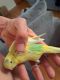 Parakeet Birds for sale in Belleville, NJ 07109, USA. price: $50