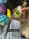 Parakeet Birds for sale in Elgin, IL, USA. price: $10