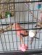 Parakeet Birds for sale in Port Orange, FL, USA. price: NA