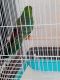 Parakeet Birds for sale in Cave Junction, OR 97523, USA. price: $250