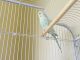 Parakeet Birds for sale in Kissimmee, FL, USA. price: $150