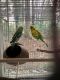 Parakeet Birds for sale in Kirkland, WA 98034, USA. price: $200