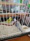 Parakeet Birds for sale in Idaho Falls, ID, USA. price: NA
