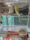 Parakeet Birds for sale in Hickory, Chesapeake, VA 23322, USA. price: NA