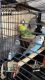 Parakeet Birds for sale in Grand Rapids, MI, USA. price: $30