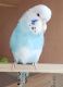 Parakeet Birds for sale in Albemarle, NC, USA. price: $80