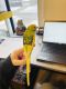 Parakeet Birds for sale in Novi, MI, USA. price: NA