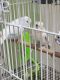 Parakeet Birds for sale in Gratiot Ave, Clinton Twp, MI 48036, USA. price: $30