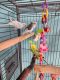 Parakeet Birds for sale in Redding, CA, USA. price: NA