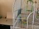 Parakeet Birds for sale in 4058 Kingsway Dr, Crown Point, IN 46307, USA. price: NA