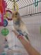 Parakeet Birds for sale in Clairemont, San Diego, CA, USA. price: $30