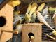 Parakeet Birds for sale in Mt Airy, NC 27030, USA. price: $10