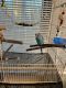 Parakeet Birds for sale in N Sandburg Terrace, Chicago, IL 60610, USA. price: $100