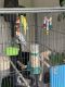 Parakeet Birds for sale in Liberty Township, OH, USA. price: NA