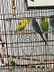 Parakeet Birds for sale in Alexandria, LA 71303, USA. price: NA