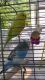 Parakeet Birds for sale in Chicago, IL, USA. price: $50