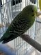 Parakeet Birds for sale in Needham, MA, USA. price: $1