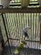 Parakeet Birds for sale in Anthony, FL 32617, USA. price: NA