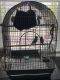 Parakeet Birds for sale in Boise, ID, USA. price: $80