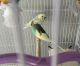 Parakeet Birds for sale in Springville, IA 52336, USA. price: $60