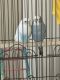 Parakeet Birds for sale in Puyallup, WA, USA. price: NA