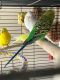 Parakeet Birds for sale in Las Vegas, NV, USA. price: NA