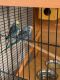 Parakeet Birds for sale in Tujunga, CA 91042, USA. price: NA
