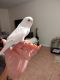Parakeet Birds for sale in 7740 Camino Real, Miami, FL 33143, USA. price: $100