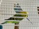 Parakeet Birds for sale in Fairfax, VA, USA. price: NA