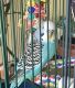 Parakeet Birds for sale in Troy, MI 48084, USA. price: $40
