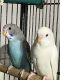 Parakeet Birds for sale in San Antonio, TX, USA. price: $30