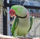 Parakeet Birds for sale in Minot, ND, USA. price: $600