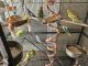 Parakeet Birds for sale in Madera, CA, USA. price: $30