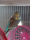Parakeet Birds for sale in 2311 N Jay St, Kokomo, IN 46901, USA. price: $45