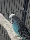 Parakeet Birds for sale in Venice, FL, USA. price: $175