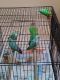 Parakeet Birds for sale in Roseburg, OR, USA. price: $40