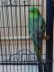 Parakeet Birds for sale in Roseburg, OR, USA. price: $40