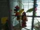Parakeet Birds for sale in Edgewood, WA, USA. price: NA