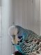 Parakeet Birds for sale in 2311 N Jay St, Kokomo, IN 46901, USA. price: $80