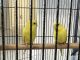 Parakeet Birds for sale in Humble, TX, USA. price: $15