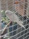 Parakeet Birds for sale in Springfield, Massachusetts. price: $150