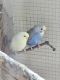 Parakeet Birds for sale in Springfield, Massachusetts. price: $125