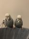 Parakeet Birds for sale in Garden City, Michigan. price: $100