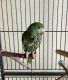 Parakeet Birds for sale in Englewood, Florida. price: $550