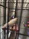 Parakeet Birds for sale in Syracuse, New York. price: $200